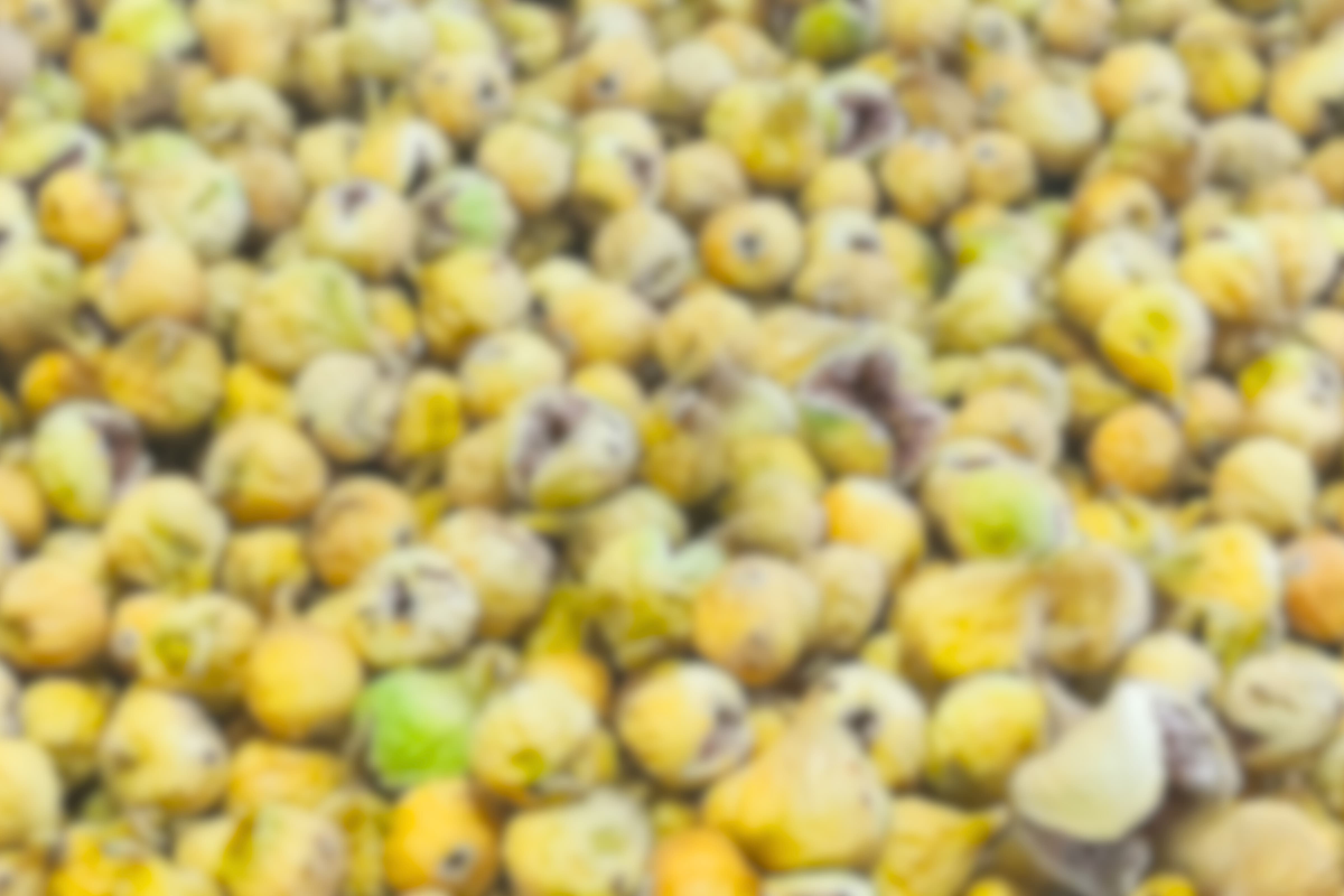 پسزمینه انجیر خشک استهبان